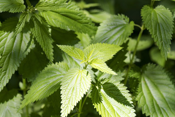 Green nettle in wild forest