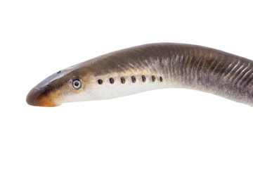 Lamprey fish