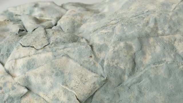Panning over phyllo dough contaminated with hyphae fungus 4K 2160p 30fps UltraHD footage - Spreding of mold over bread slow pan close-up 3840X2160 UHD video