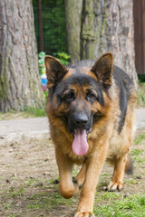 German Shepherd