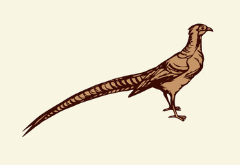 Pheasant. Vector drawing