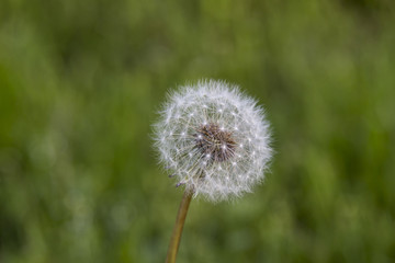 White Dandelion With Green Grass Out Of Focus
