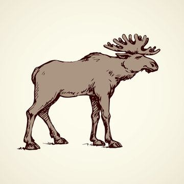 Elk. Vector drawing