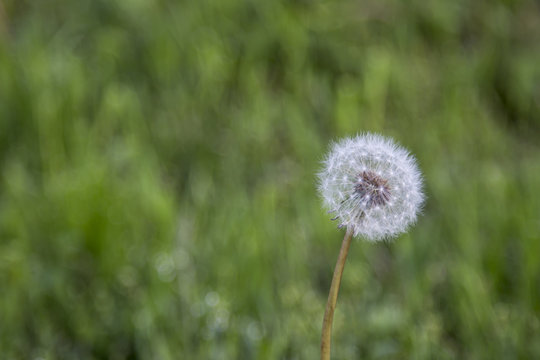 White Dandelion With Background Of Green Grass Out Of Focus