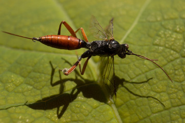 Closeup photo of Dolichomitus dux in the garden
