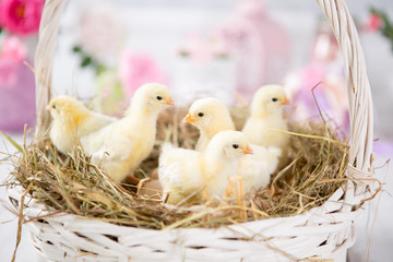 nestling chick. farm chicken.baby