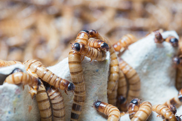 larvae Zophobas morio, superworm, zophobas.