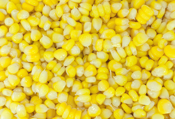 Ripe corn seed (corn),closeup of sweet corn for background use