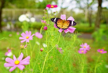 ツマグロヒョウモン