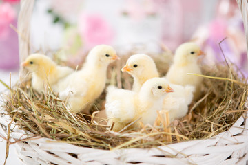nestling chick. farm chicken.baby