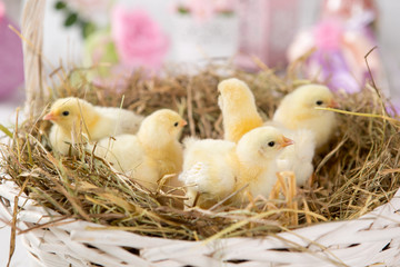 nestling chick. farm chicken.baby