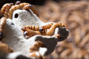 larvae Zophobas morio, superworm, zophobas.