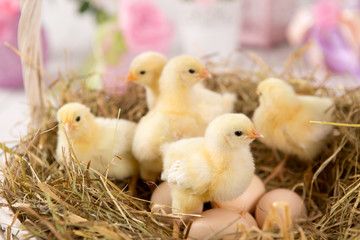 nestling chick. farm chicken.baby © cs333