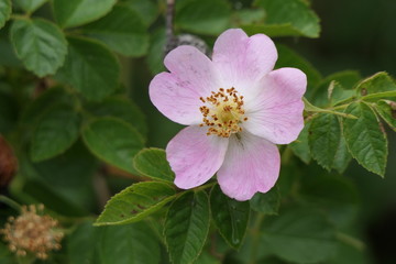 Heckenrose im Sommer