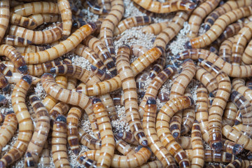 larvae Zophobas morio, superworm, zophobas.