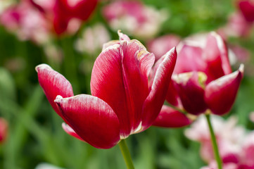 red tulip in grass background