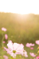 Cosmos