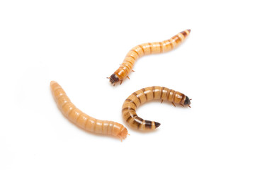 larvae Zophobas morio, superworm, zophobas.