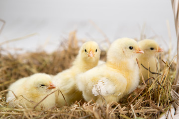 nestling chick. farm chicken.baby