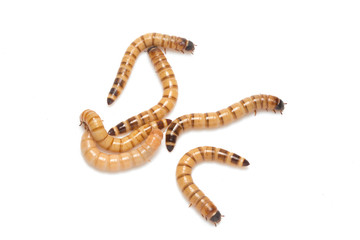 larvae Zophobas morio, superworm, zophobas.