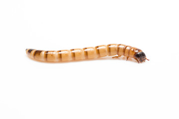 larvae Zophobas morio, superworm, zophobas.
