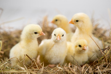 nestling chick. farm chicken.baby - obrazy, fototapety, plakaty