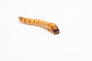larvae Zophobas morio, superworm, zophobas.