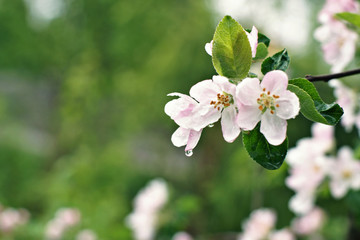 Blossoming apple tree after the rain, pink flowers and leaves are covered with water drops on a green background