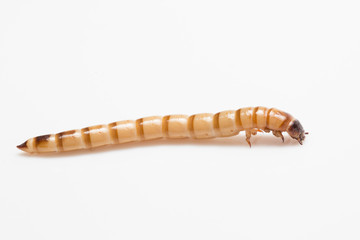 larvae Zophobas morio, superworm, zophobas.