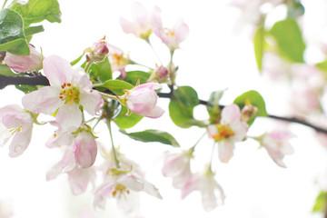 Blossoming apple tree after the rain, pink flowers and leaves are covered with water drops on a white background