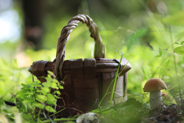 edible red hat mushroom