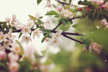 Blooming apple tree after the rain, pink flowers and leaves are covered with water drops, toning