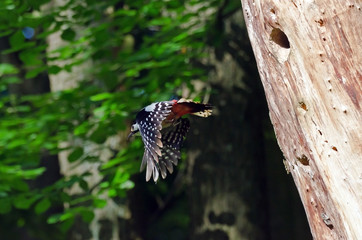 Buntspecht (Dendrocopos Major)