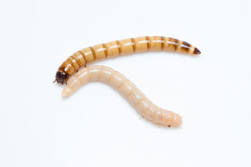 larvae Zophobas morio, superworm, zophobas.