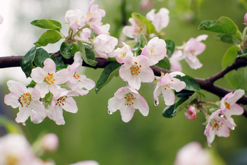 Blooming apple tree after the rain, pink flowers and leaves are covered with water drops, summer time