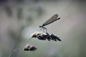 Libellule verte