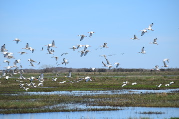Birds in Lacassine National Wildlife Refuge 