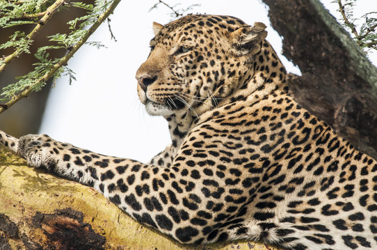 Resting leopard in a tree