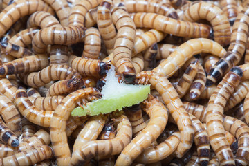 larvae Zophobas morio, superworm, zophobas.