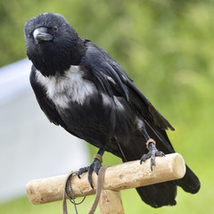 Tamed raven watching from his seat - obrazy, fototapety, plakaty