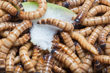 larvae Zophobas morio, superworm, zophobas.