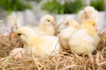 nestling chick. farm chicken.baby
