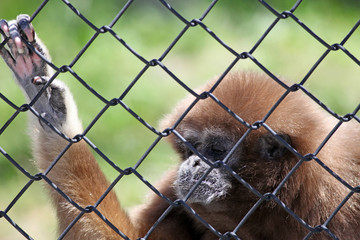 Gibbon