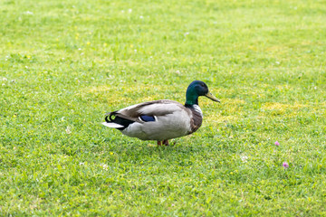 Duck