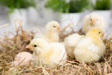 nestling chick. farm chicken.baby