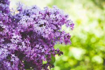 Obraz premium A bouquet of lilacs in front of green bokeh background