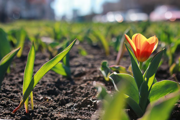 spring flower tulip on ground