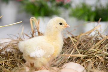nestling chick. farm chicken.baby