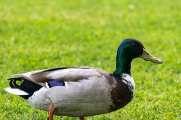 Duck