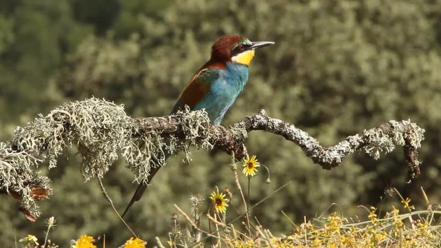 European Bee-eater. Merops apiaster